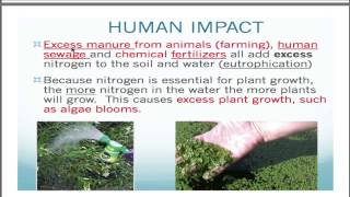 Nitrogen cycle Basics