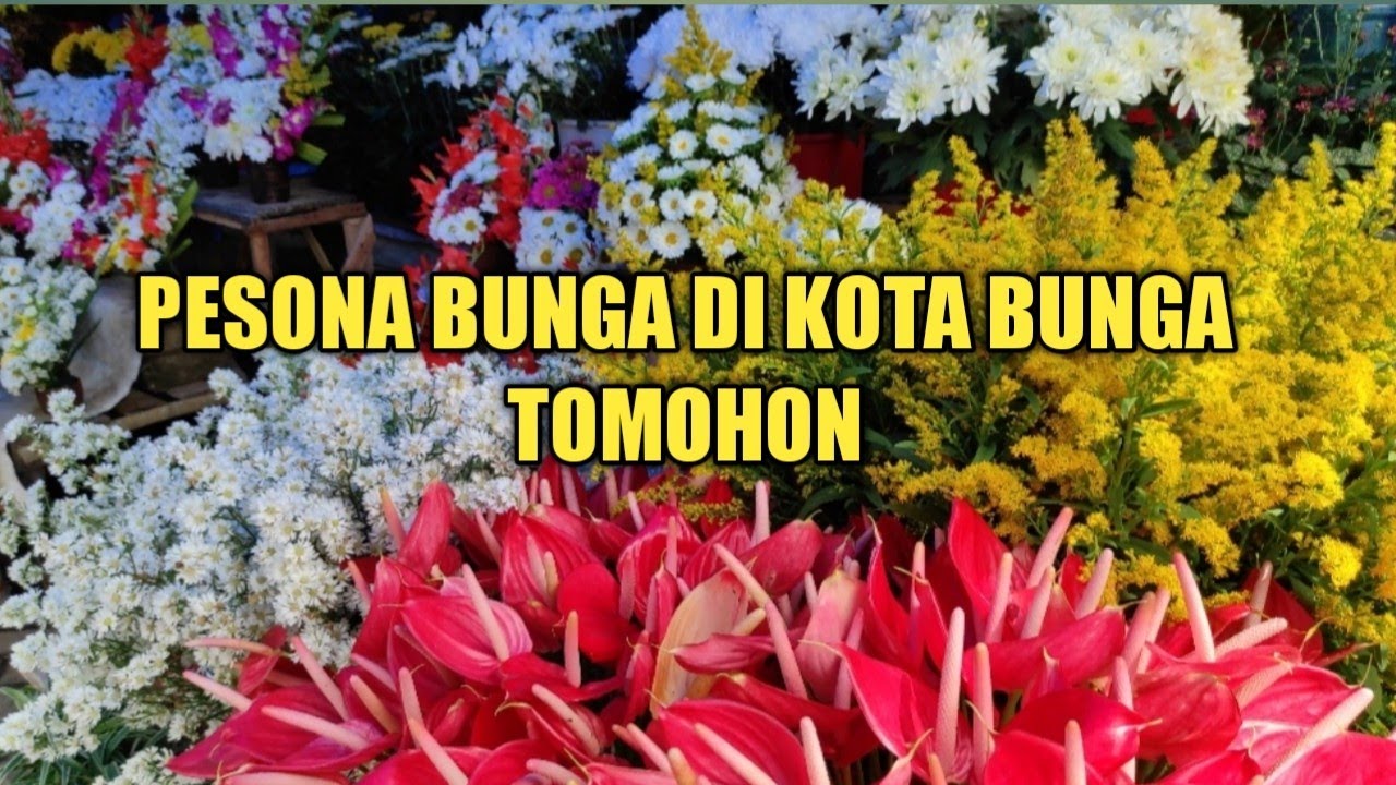 PESONA BUNGA DI KOTA BUNGA TOMOHON MENJELANG HARI NATAL