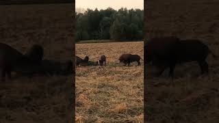 Свинство свинячит на поле🐽