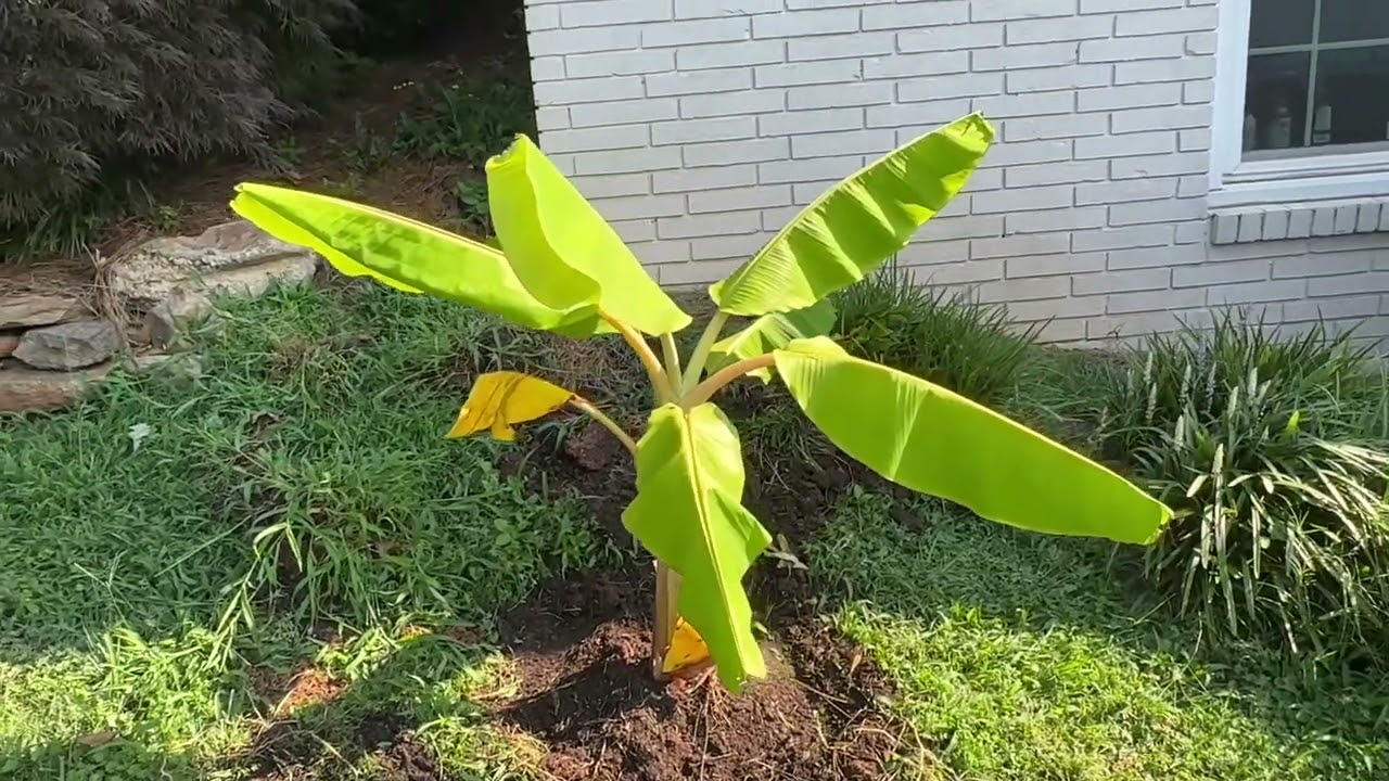 Great Banana Race - 7 Week Update - Bananas Planted in Ground