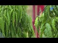 Tây Ninh: Nắng nóng giảm, mưa giông xuất hiện nhiều | TayNinhTV