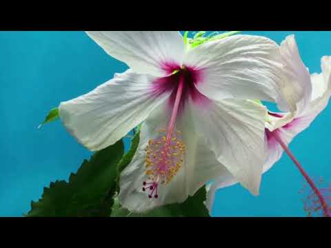 اللهم اجعلهم من اهل الجنة دعاء للولدين خالد الجليل