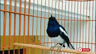 Paling Ampuh pancing kacer habis mabung malas bunyi langsung buka suara