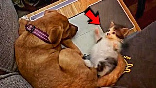 Dog adopt tiny kitten that was found lying alone on the street