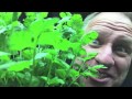 How to grow Hydroponic Cilantro