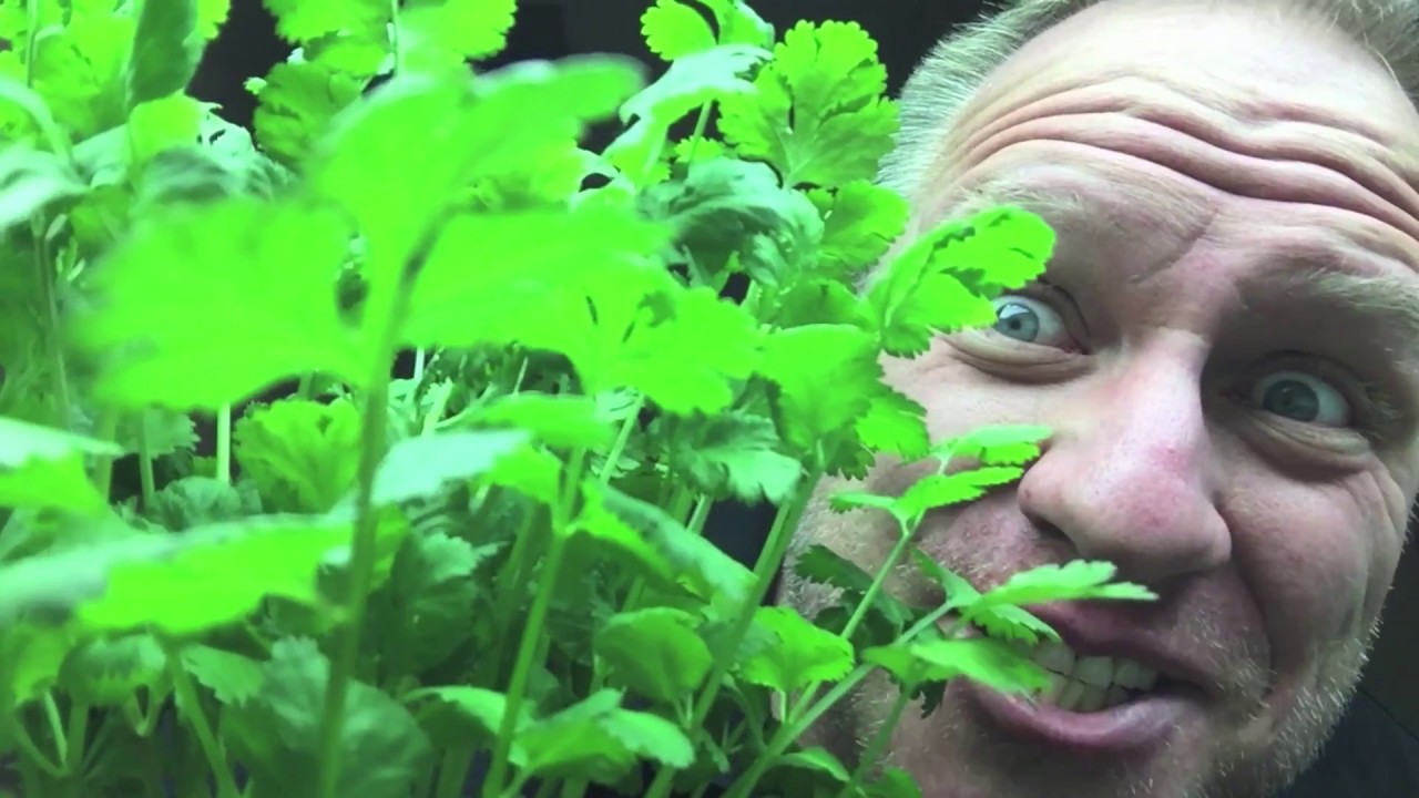 How to grow Hydroponic Cilantro | Doovi