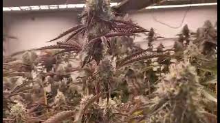 One of customers show me the cannabis growth video and he satisfies with my grow lights.