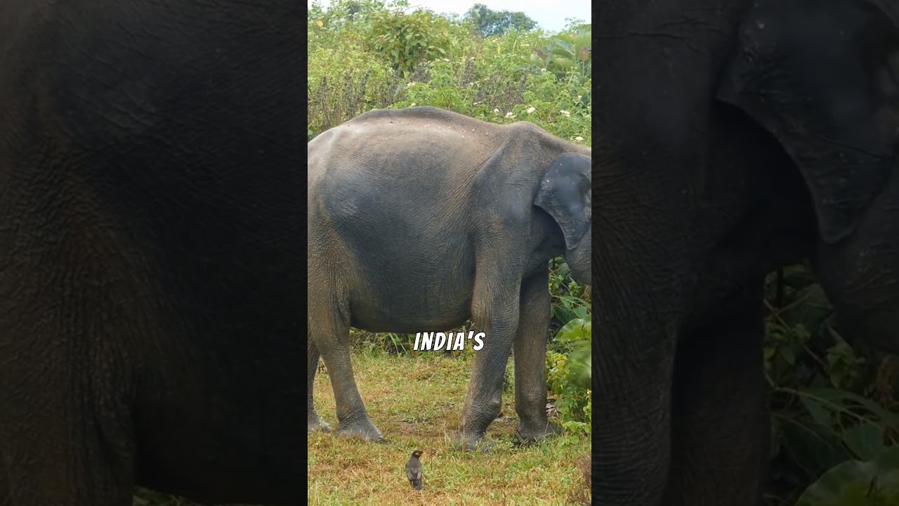 Majestic Icons: The Cultural Significance of Indian Elephants