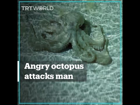 Octopus lashes out at man in Australia