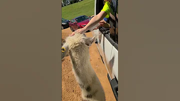 Poor Llama Bumped By Mirror ViralHog 