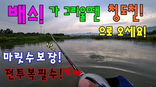 [화려한백래쉬] 배스낚시 배스가 그리울땐 청도천으로~ 마릿수보장! 전투복은 필수! #배스낚시 #청도천 #유등교 #루어낚시