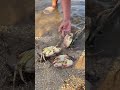 Giant Crab Catching in Sea Shore 🦀 | Hand Catch Crab Fishing | Sea Hunting Adventure