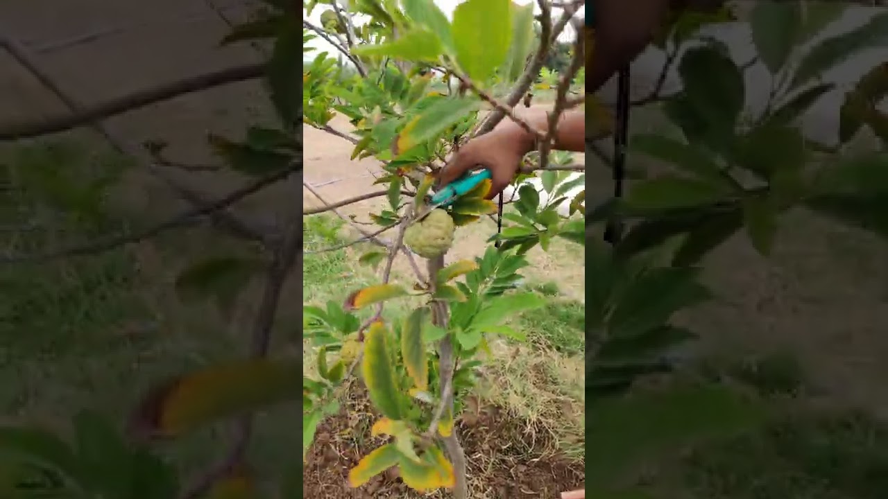 Custard Apple/Sitapal/Sitapalam Harvesting