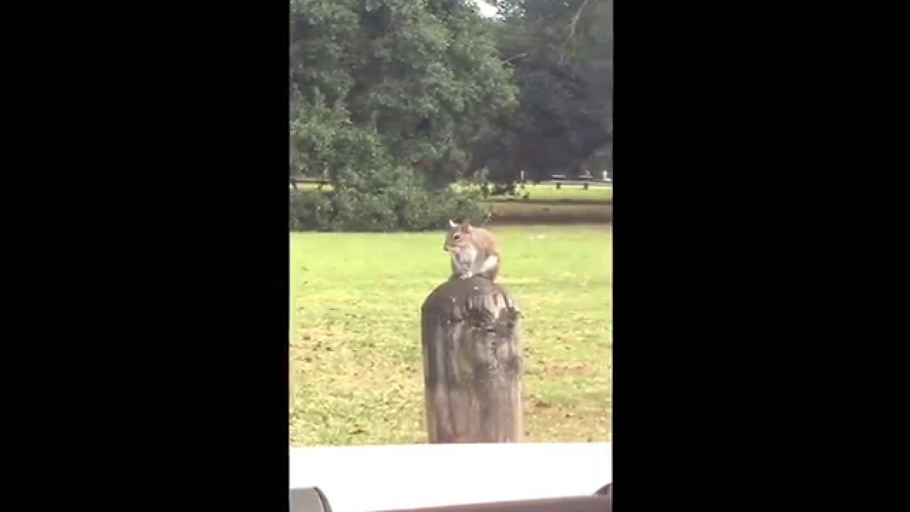 Hello squirrel version