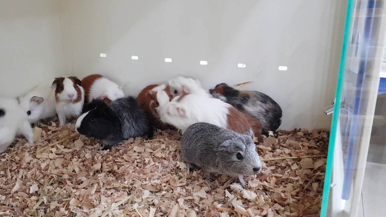 camera iphone 8 plus apk Baby Guinea pig. 기니픽. Roan. Long hair. Dutch.