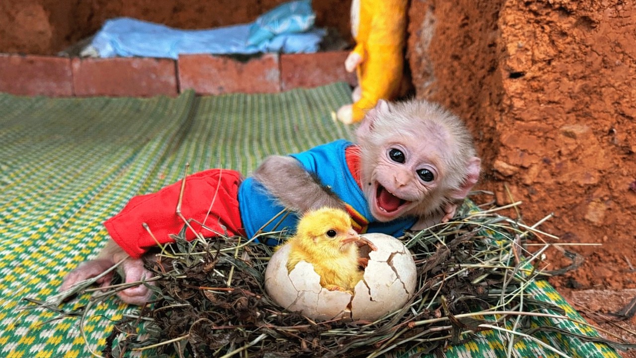 Dedicated Monkey Kabi His Hard Work Hatching Baby Chicks!