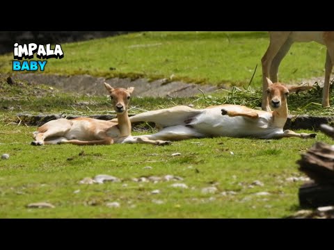 Baby Imapalas Resting Under The Splendorous Sun - YouTube
