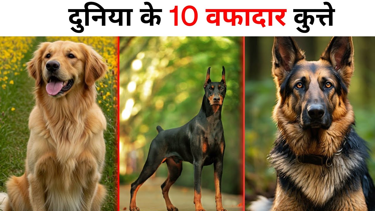 Top 10 Most Loyal Dog Breeds In The World @Animalmitra10 #world #india ...