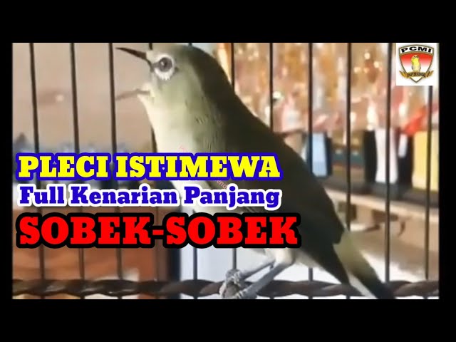 Pleci Nembak Panjang Istimewa, Full Kenarian Sobek-Sobek class=