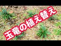 玉竜の植え替え7/12