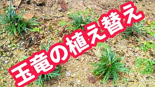 玉竜の植え替え7/12