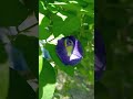 #flowers #banglasong #coversong #musician