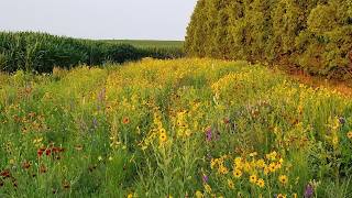 NEVER Start a Pollinator Garden Like This.
