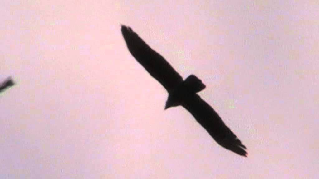 European Honey Buzzard flight call 