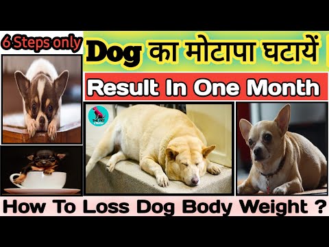 वीडियो: पालतू कुत्ते का वजन कैसे कम करें: 15 कदम