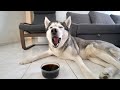 My Husky Reacts to Trying Black Water! (BLK Water)