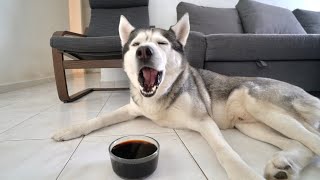 My Husky Reacts To Trying Black Water! (Blk Water)