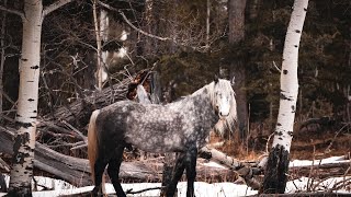 Shazam Still Standing | A Wild Stallion’s Strength in Winter