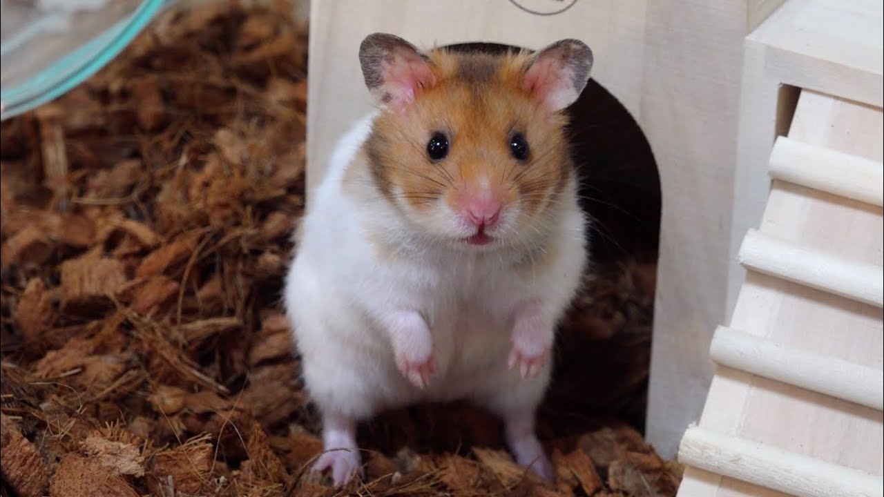 The fate of a hamster bought by a reptile breeder - YouTube