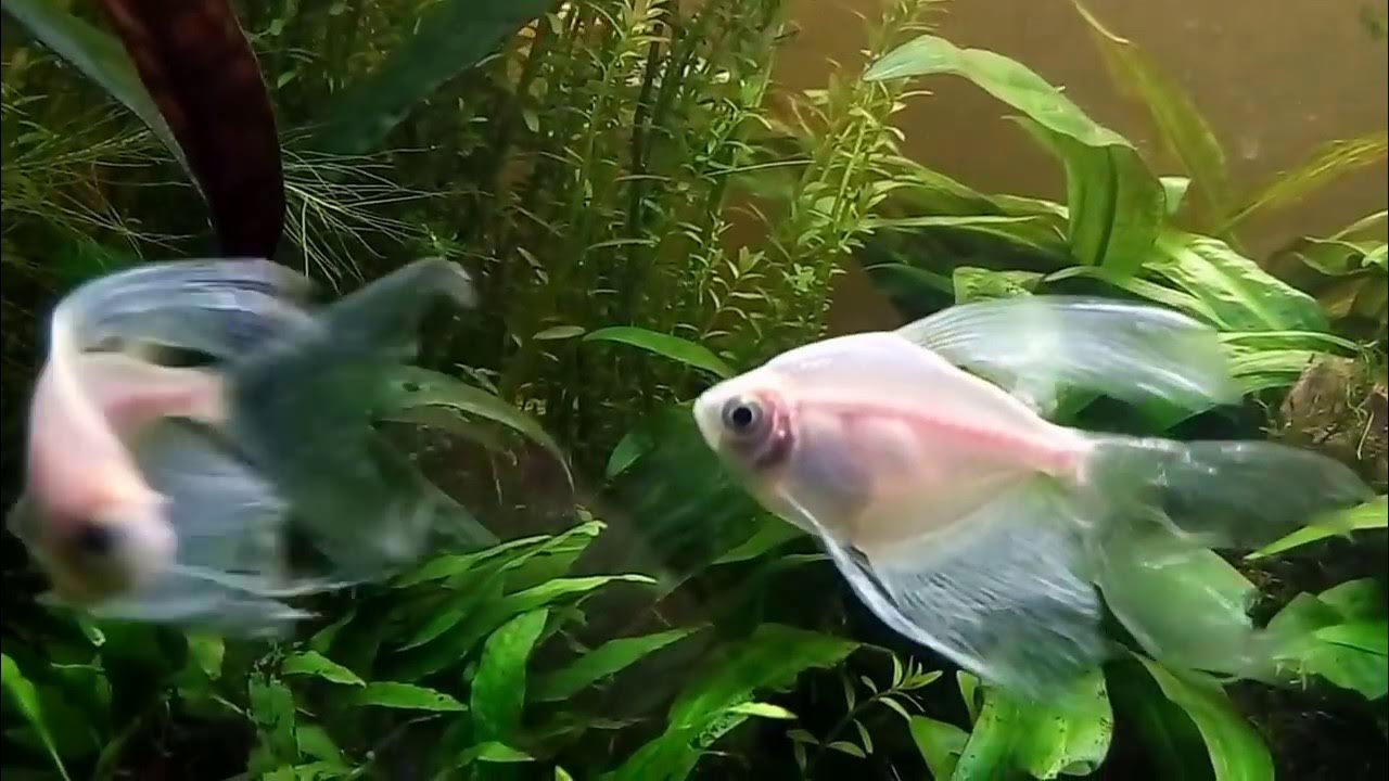 Теренция рыбка. Тернеция белая вуалевая. Тернеция аквариумная рыбка. Тернеция вуалевая. Тернеция вуалевая.