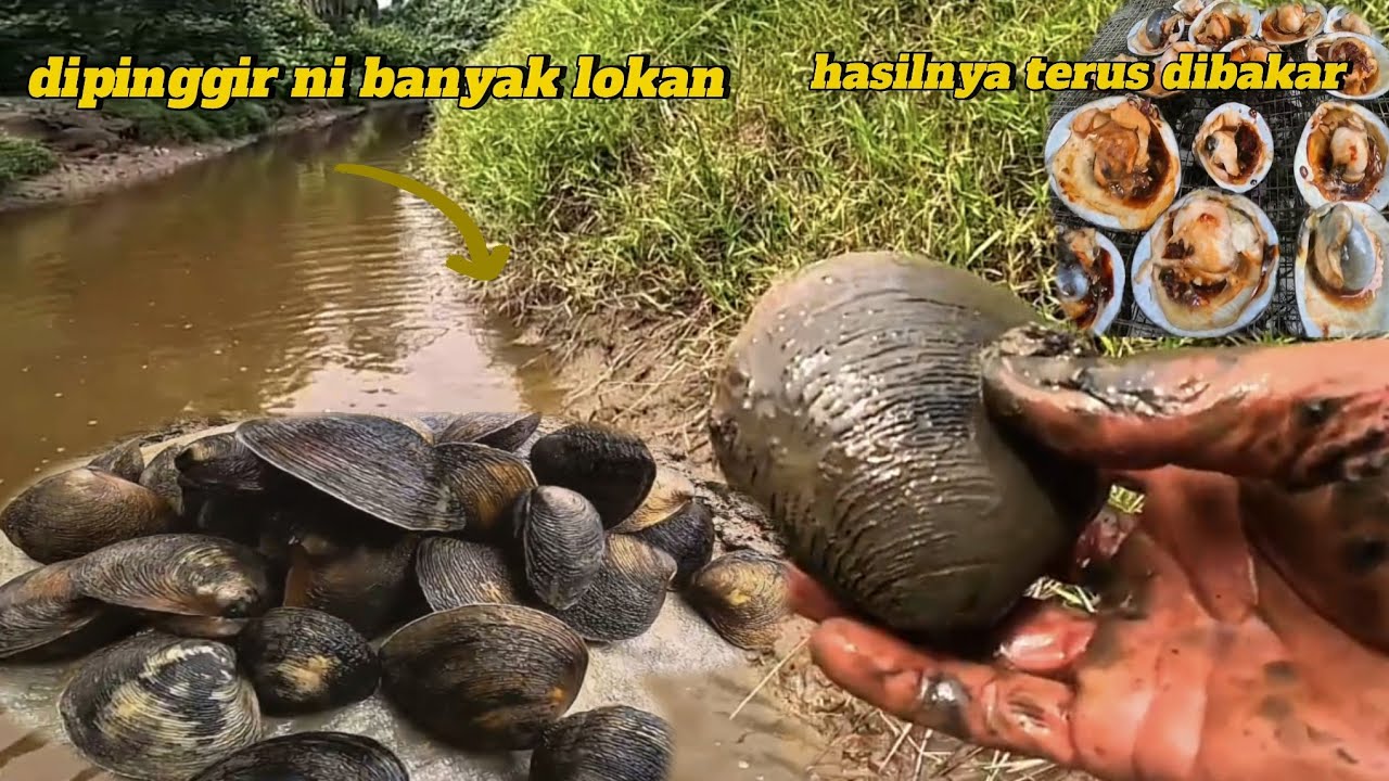 REDAH PINGGIR ALUR PARIT CARI LOKAN⁉️HASIL TERUS DIBAKAR..#lauk#lokan