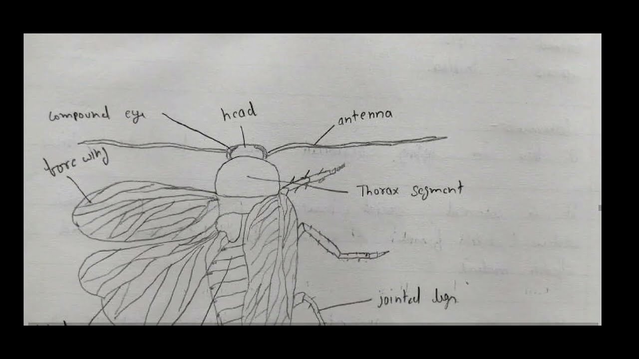 Practical File Invertebrates Msc Previous Zoology Practical File Invertebrates Part-1 | Bsc ...