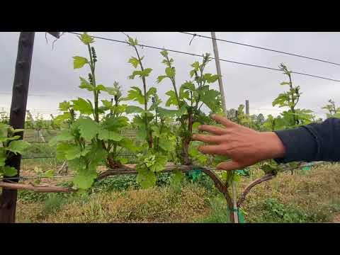 Shoot Thinning