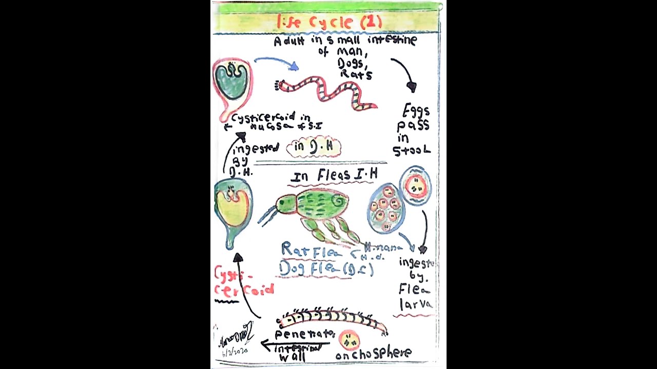 life-cycle-demonstration-of-hymenolepis-nana-and-h-diminuta-tapeworms