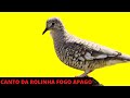 ROLINHA FOGO APAGOU CANTANDO MUITO  -  CANTO DA ROLINHA FOGO APAGOU NA NATUREZA