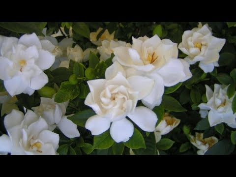 cultivo y cuidados del Jazmín / Gardenia / como solucionar la clorosis  ferrica/hojas amarillas? - YouTube