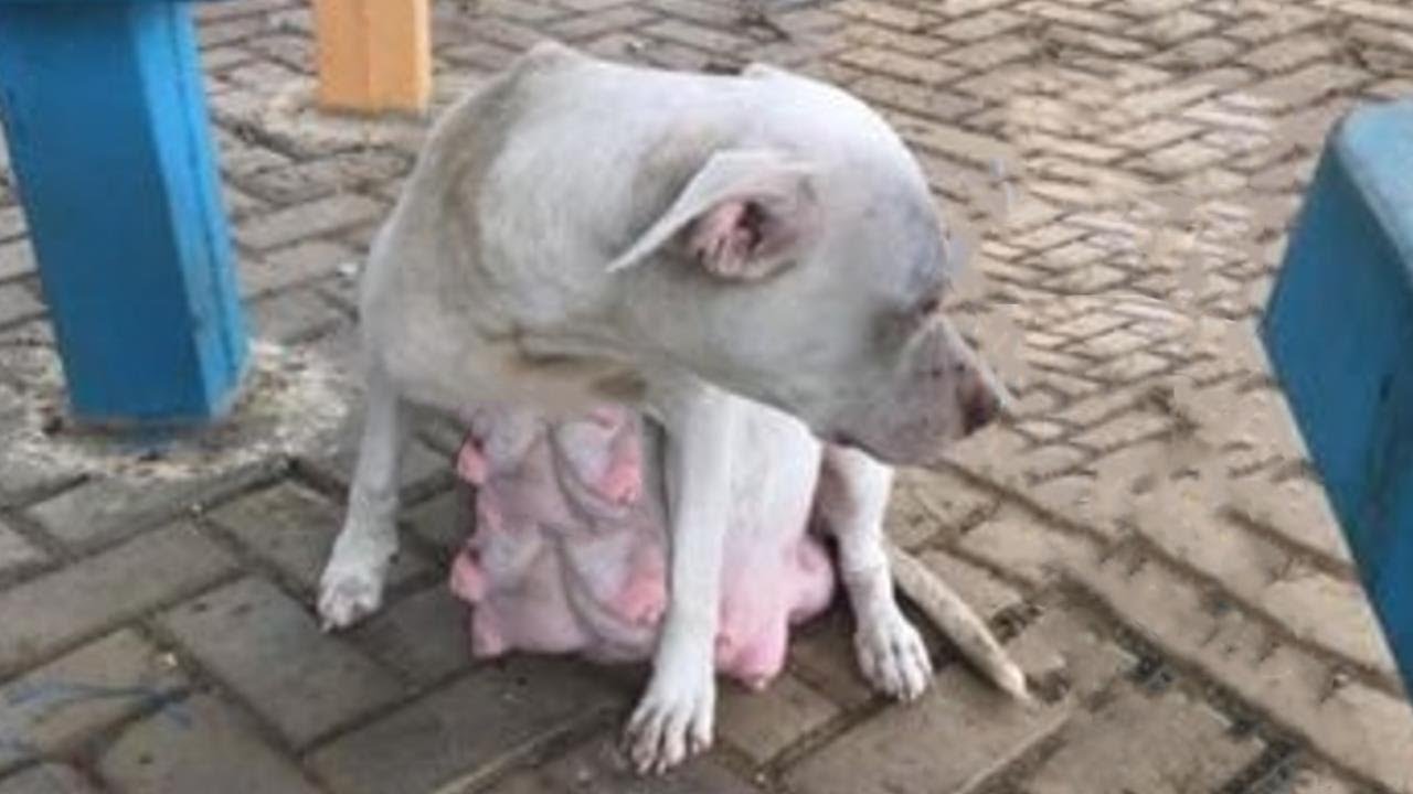 pregnant-pitbull-almost-giving-birth-cried-badly-for-her-babies-in-cold