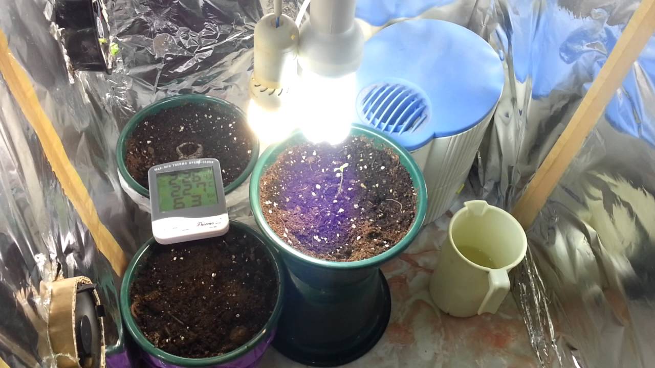 SCROG Grow Part2# Flower: Week 1-5 250w HPS Pineapple Chunk, Bubblelicous, Berry Bomb Low Budget P.1