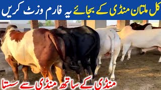 Cholistani Bachre Near Multan Cow Mandi Qurbani 2025 || Global Village Farming