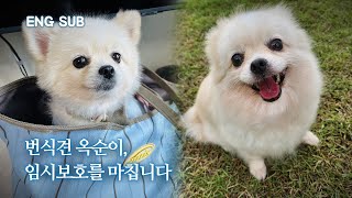 Thank you for coming to our arms... Breeding dog Oksuni ends temporary protection | Oksun EP.5 by 개st하우스 - 사연 있는 유기동물 채널 135,899 views 4 months ago 10 minutes, 44 seconds