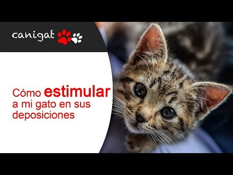 Video: 5 formas de reconocer a los gatos atigrados