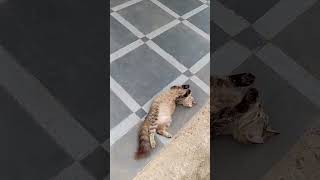 Kehidupan Kucing Guling Guling, Cimot Menikmati Hari