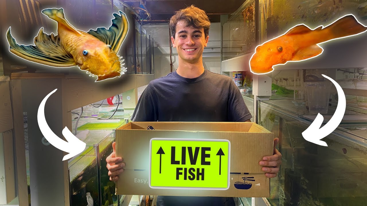 Getting HEAPS of Cool Bristlenose to Breed for Profit!