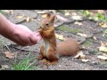 Белка ест кедровые орешки. The squirrel eats pine nuts.