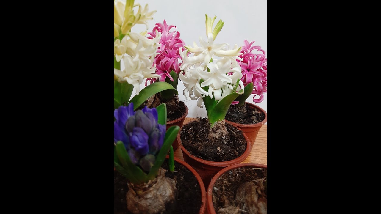 Sümbül Çiçeği Bakımı ve Çoğaltma