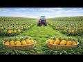 The Industrial Golden Pineapple Cultivation Process from Seedling to Harvest and Packaging